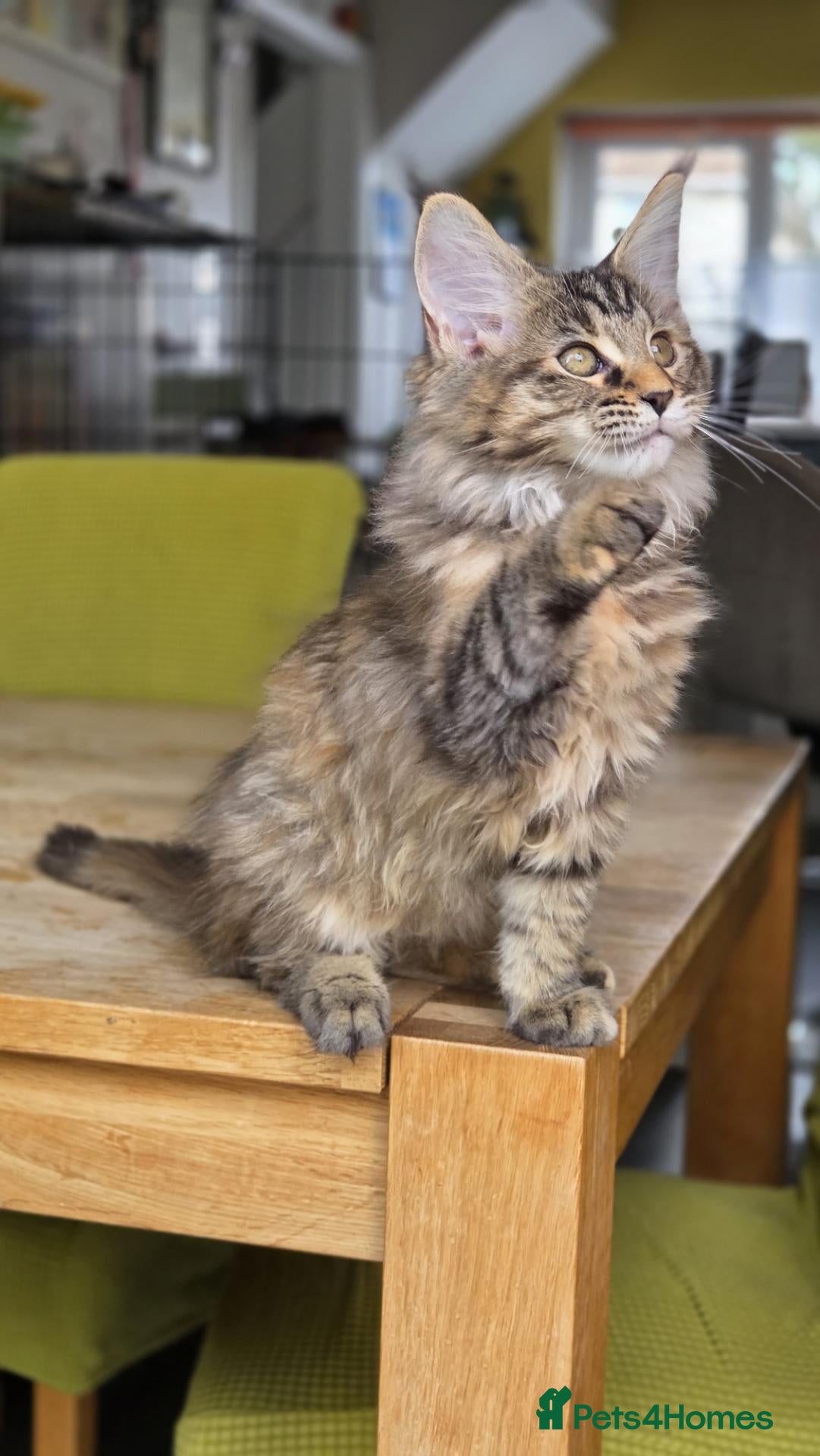 Maine Coon cats Pure Maincoon **only one left** - Advert 3