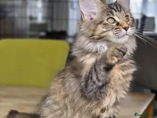 Maine Coon cats Pure Maincoon **only one left** - Advert 3