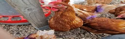 Hens poultry for sale: Warren laying hens - Advert 6