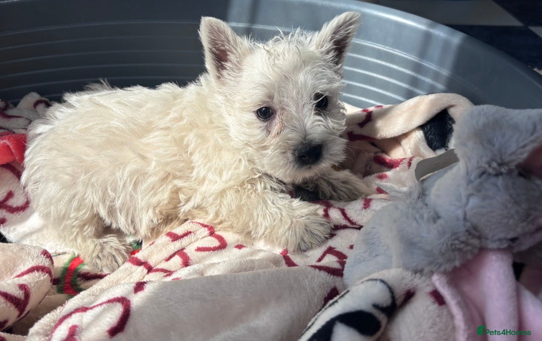 West Highland Terrier dogs for sale: Champion blood lines Westhighland terrier puppies  - Image 4