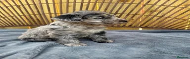 Schnoodle Puppy 2