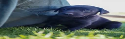 Labrador Retriever dogs for sale: Beautiful Black Labrador Pups  - Advert 7