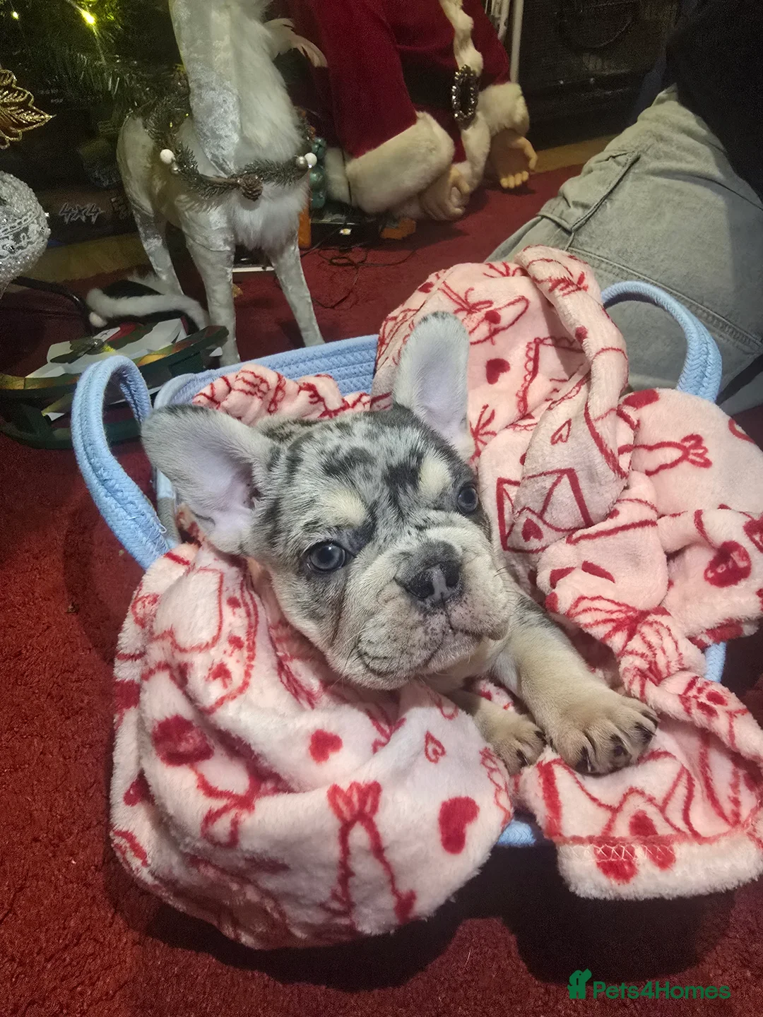 French Bulldog dogs for sale: French bulldog Puppy  😍 - Advert 1