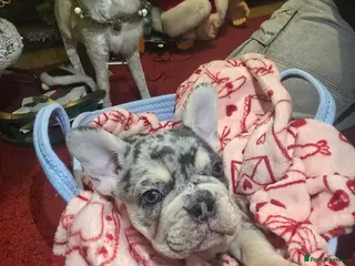 French Bulldog dogs French bulldog Puppy 😍 - Advert 15