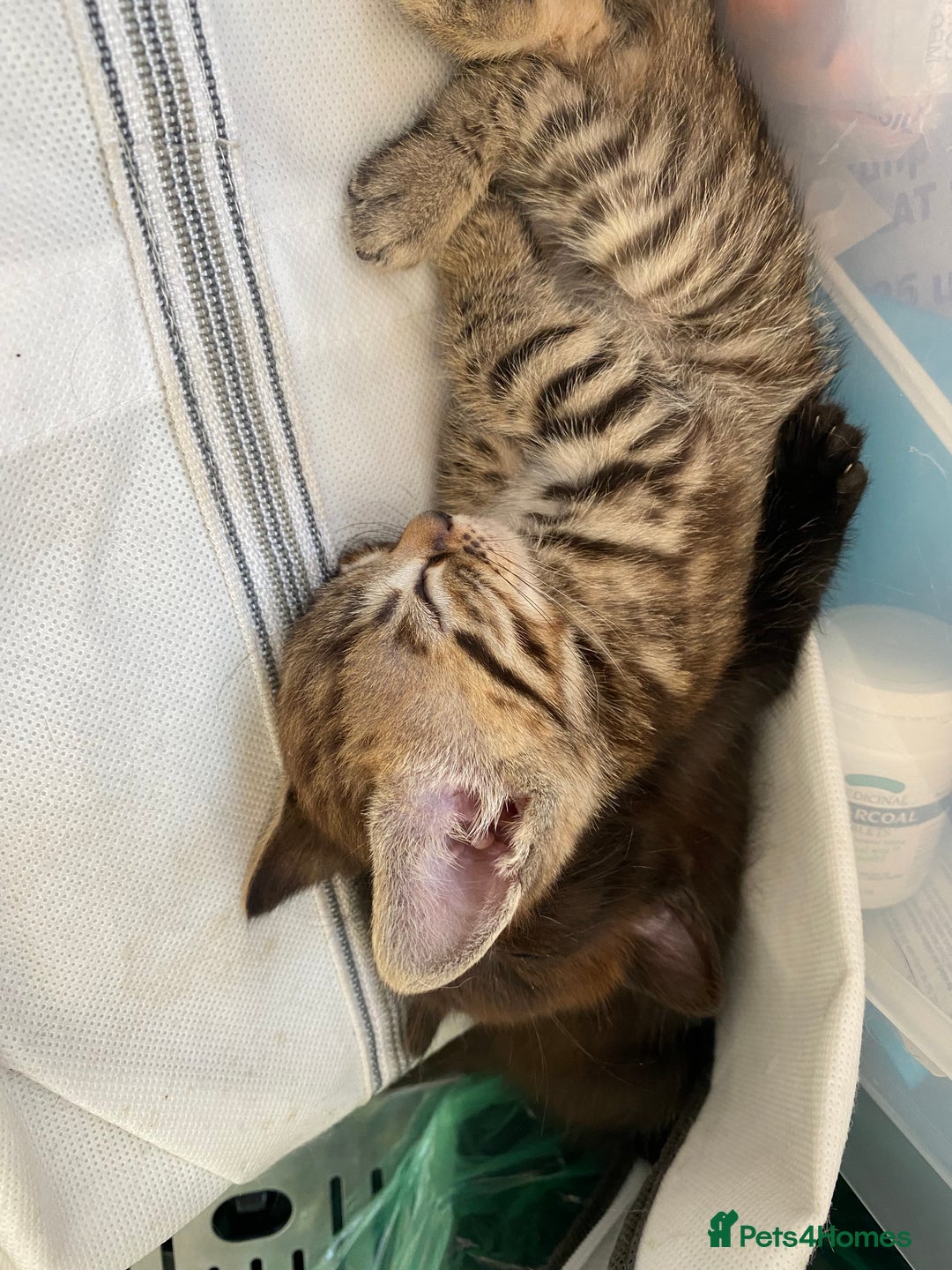 Mixed Breed cats for sale: 4 beautiful kittens, Bengal & British shorthair - Image 16