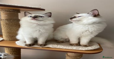 Ragdoll cats - Advert 1