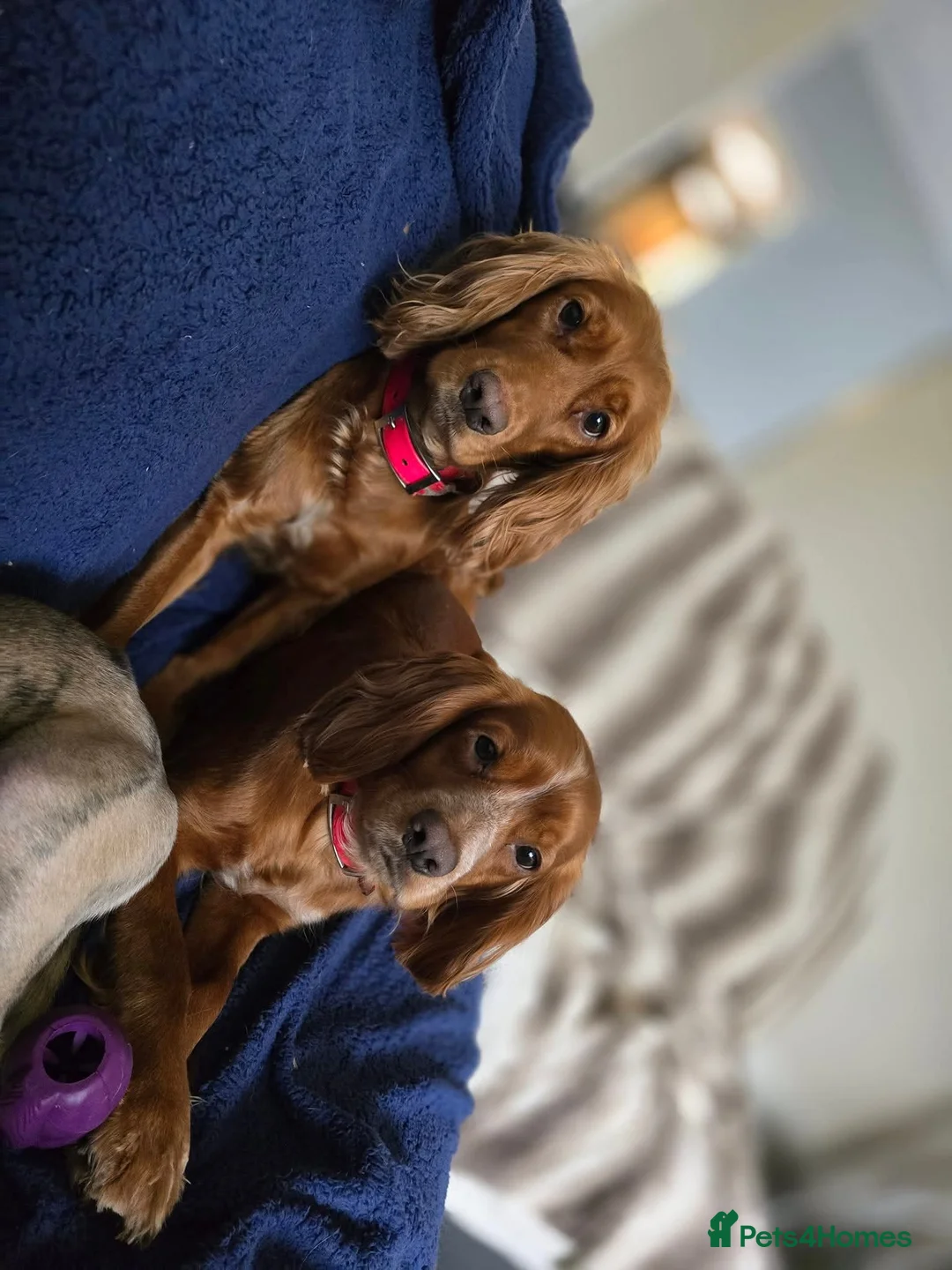 Cocker Spaniel dogs for sale: Cocker spaniel puppies for sale  - Advert 8