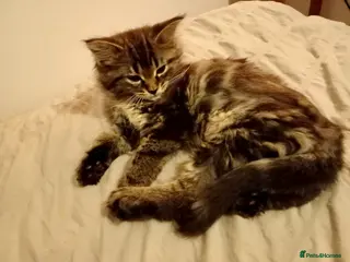 Mixed Breed cats READY TO GO little half Maine Coon kittens - Advert 3