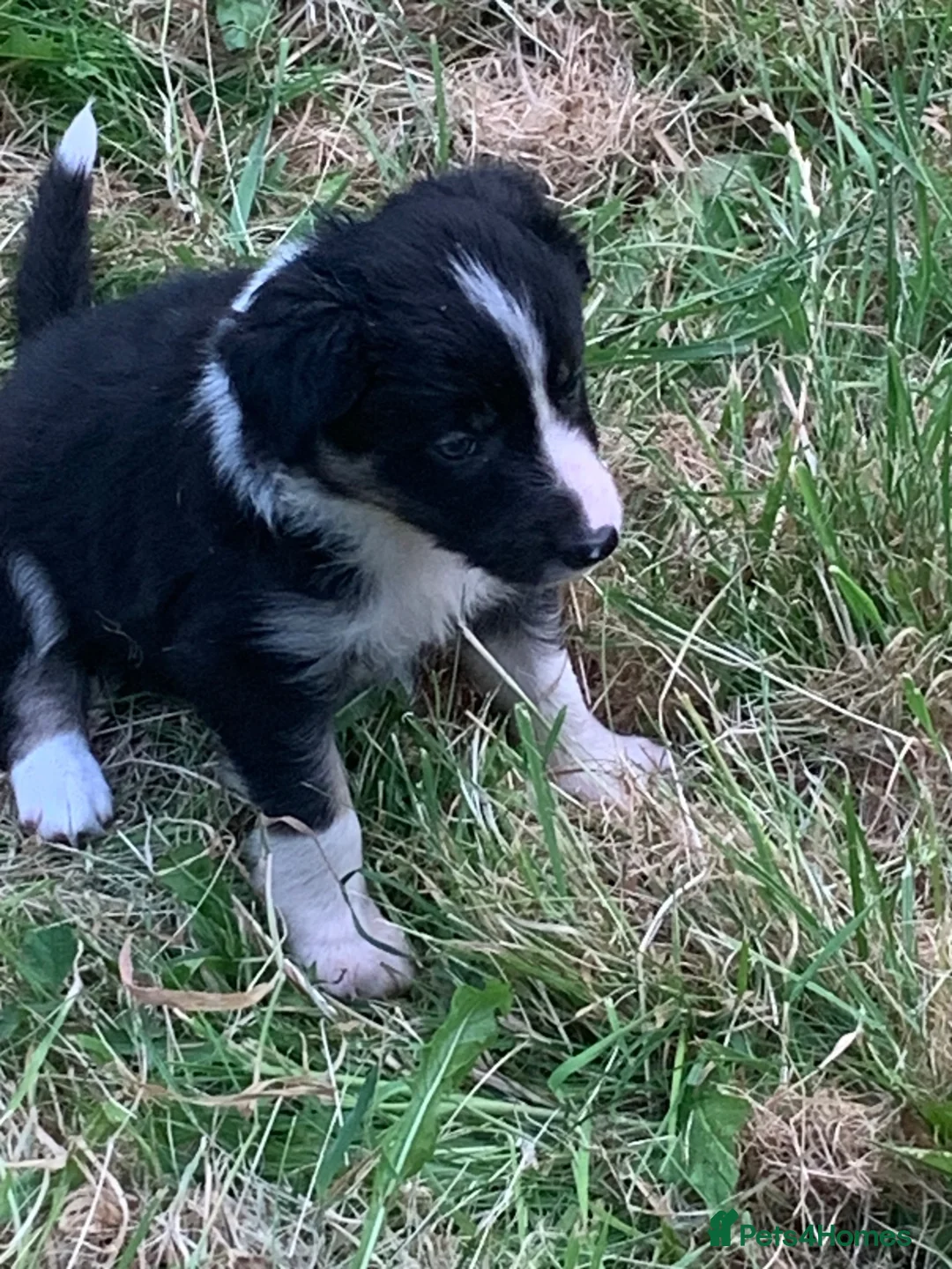 Border Collie dogs for sale: Border collie puppies  - Advert 17