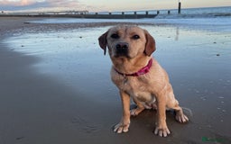 Labrador Retriever dogs for sale: Golden and Fox Red Labrador Retriever puppies - Image 11