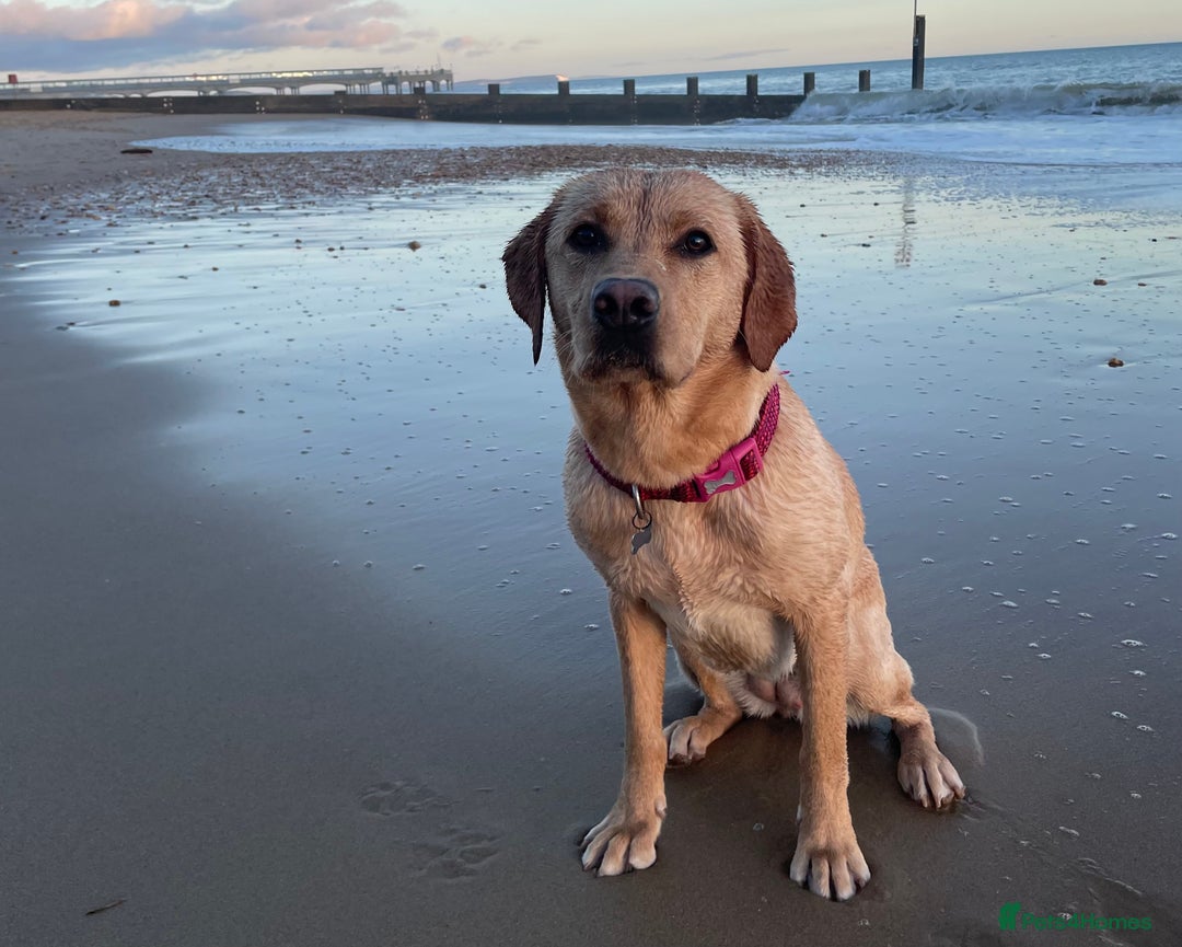 Labrador Retriever dogs for sale: Golden and Fox Red Labrador Retriever puppies - Image 11