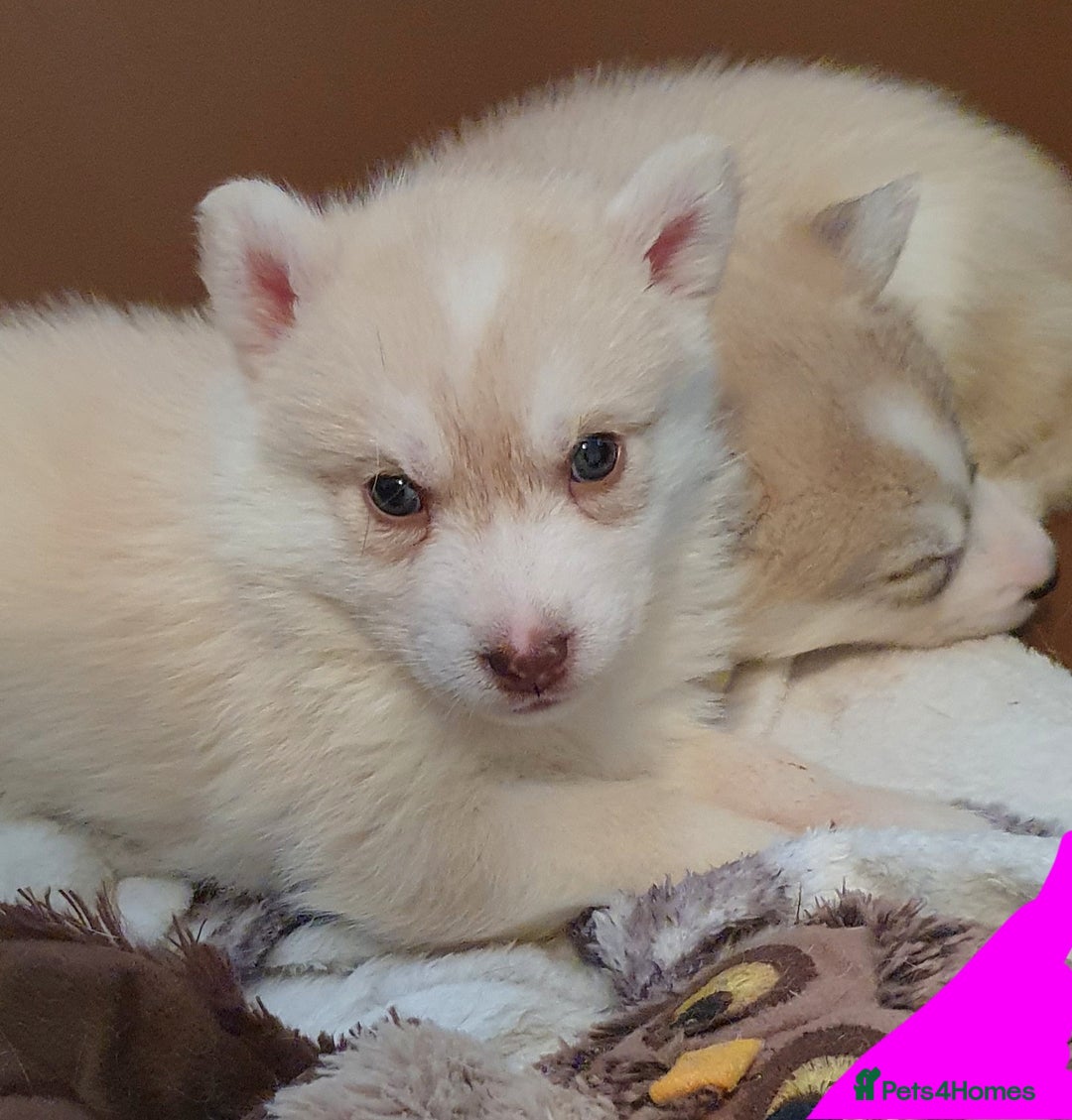Siberian Husky dogs for sale:  KC REGISTERED PUPS:  5* on pets4homes - Advert 23