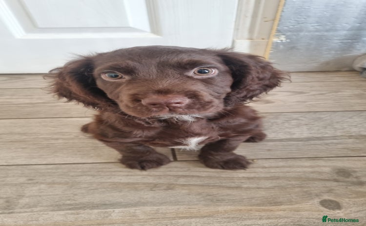 Cocker Spaniel dogs - Advert 2