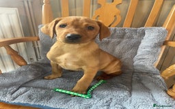 Labrador Retriever dogs for sale: Beautiful KC Reg Labrador Pups - Image 4