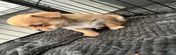 Chihuahua dogs for sale: Beautiful Chihuahua Puppies in Bristol - Advert 7