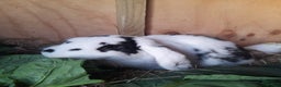 French Lop rabbits for sale: Beautiful  French Lops  (BRC) - Advert 4