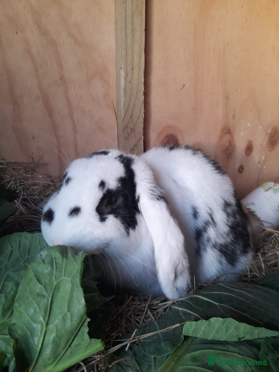 French Lop rabbits for sale: Beautiful  French Lops  (BRC) - Advert 4