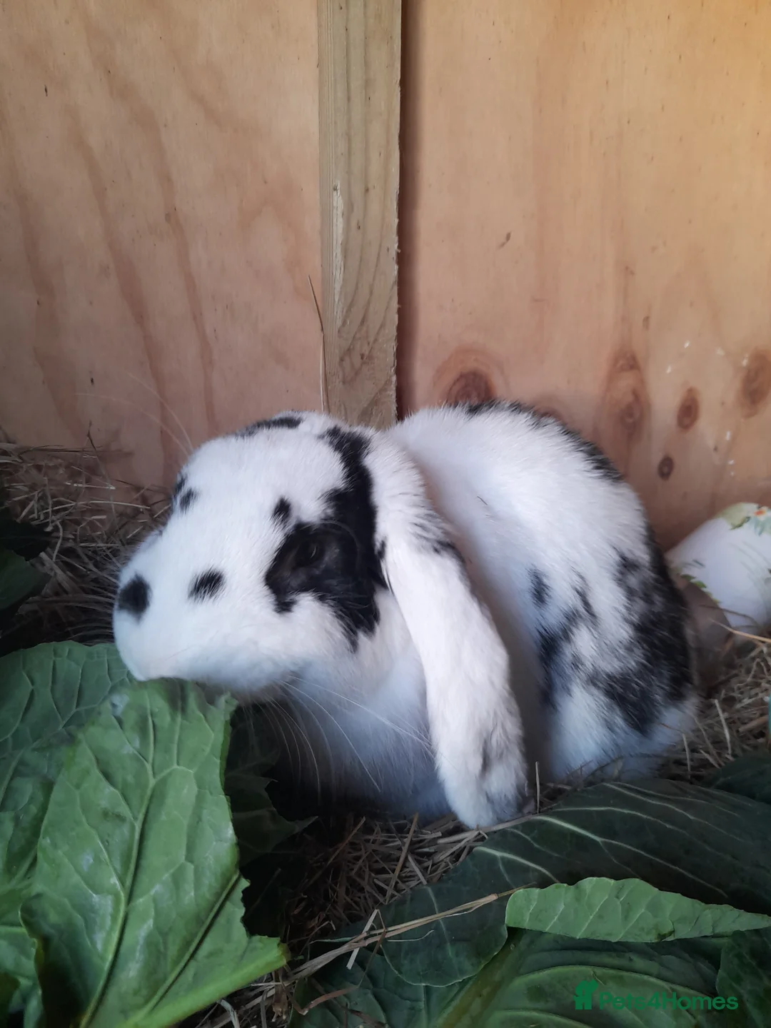 French Lop rabbits for sale: Beautiful  French Lops  (BRC) - Advert 3