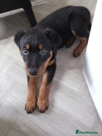 Rottweiler dogs Rehoming 6 month rottweiler - Advert 9