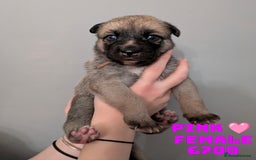 Shepsky dogs for sale: 7 Beautiful Shepsky pups for sale (3 boys 4 girls) - Image 14