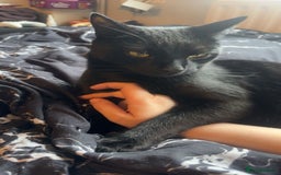 Bombay cats for sale: Shadow - Bombay - Image 6
