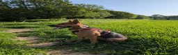 Mixed Breed dogs for sale: Red - Looking for loving home 🏡  - Advert 4