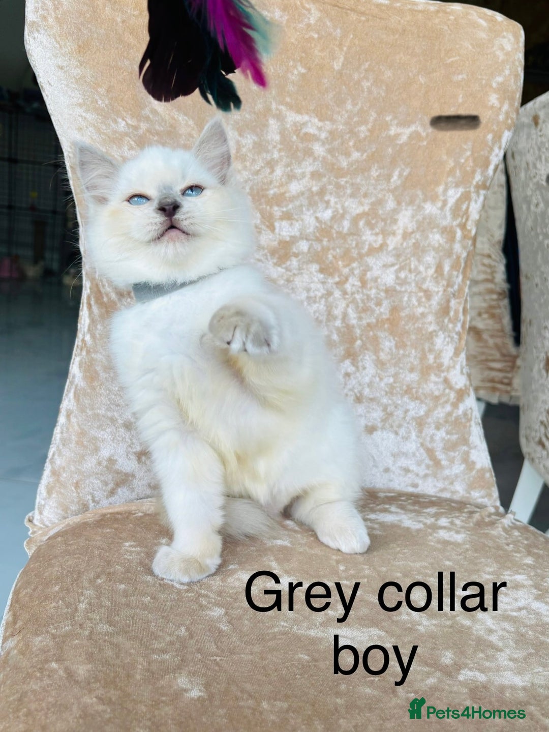 Ragdoll cats for sale: Beautiful ragdoll kittens  - Advert 9