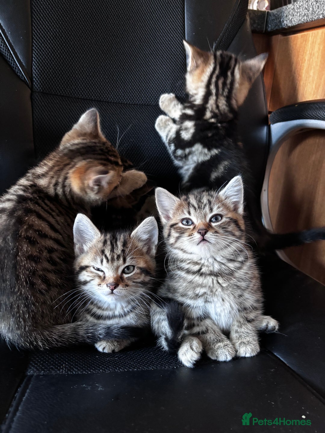 Mixed Breed cats for sale: Mixed litter of 8 week old kittens - Advert 6