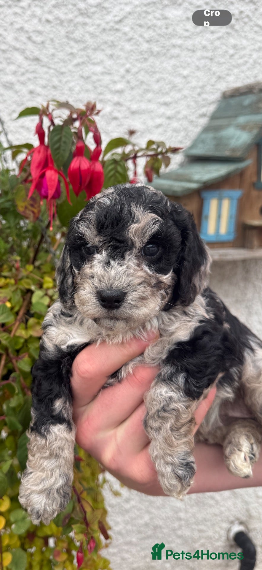 Cockapoo dogs F1B Cockapoos - Advert 3