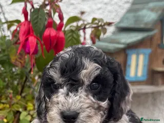 Cockapoo dogs F1B Cockapoos - Advert 3