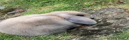 Mini Lop rabbits for sale: mini loop babies  - Advert 22
