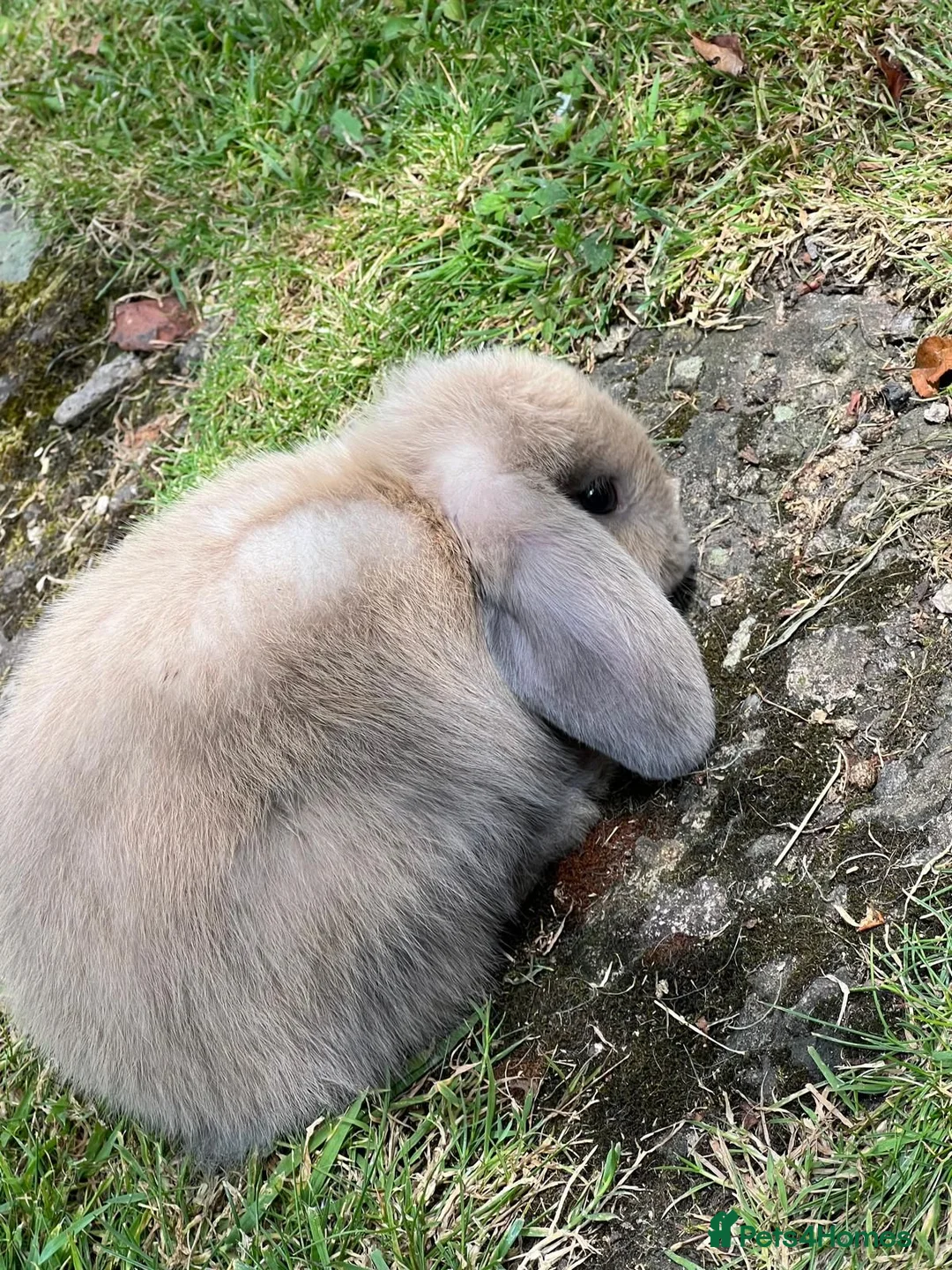 Mini Lop rabbits for sale: mini loop babies  - Advert 22