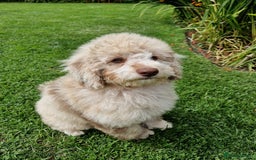 Cockapoo dogs for sale: Cockerpoo girl 11weeks old  - Image 22