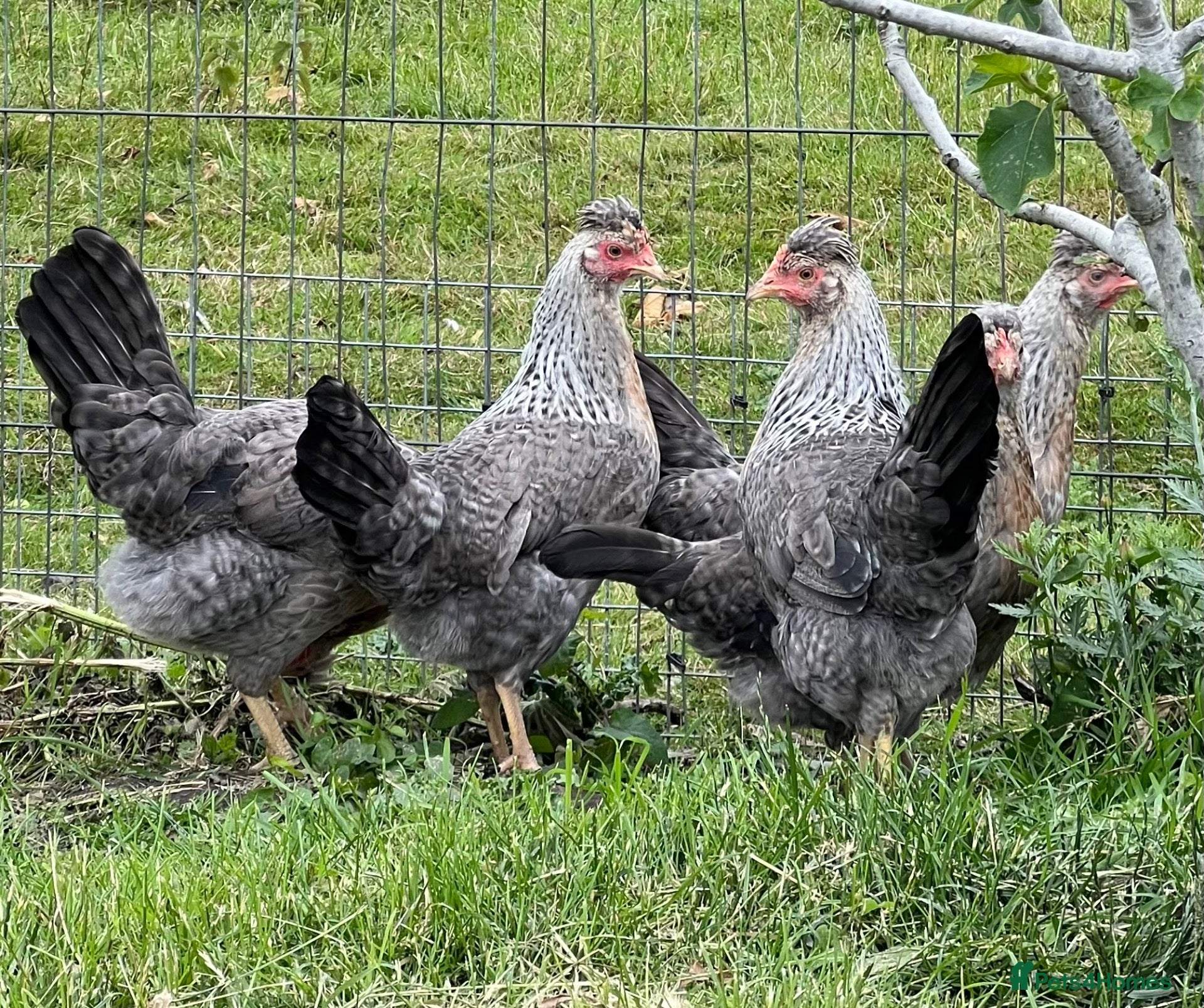 Chickens poultry Various hens and female chicks - Advert 1