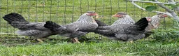 Chickens poultry for sale: Various hens and female chicks - Advert 1
