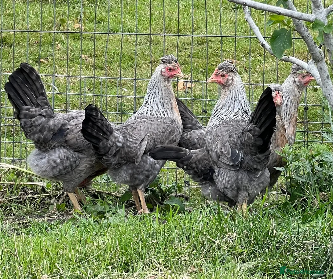 Chickens poultry for sale: Various hens and female chicks - Advert 1