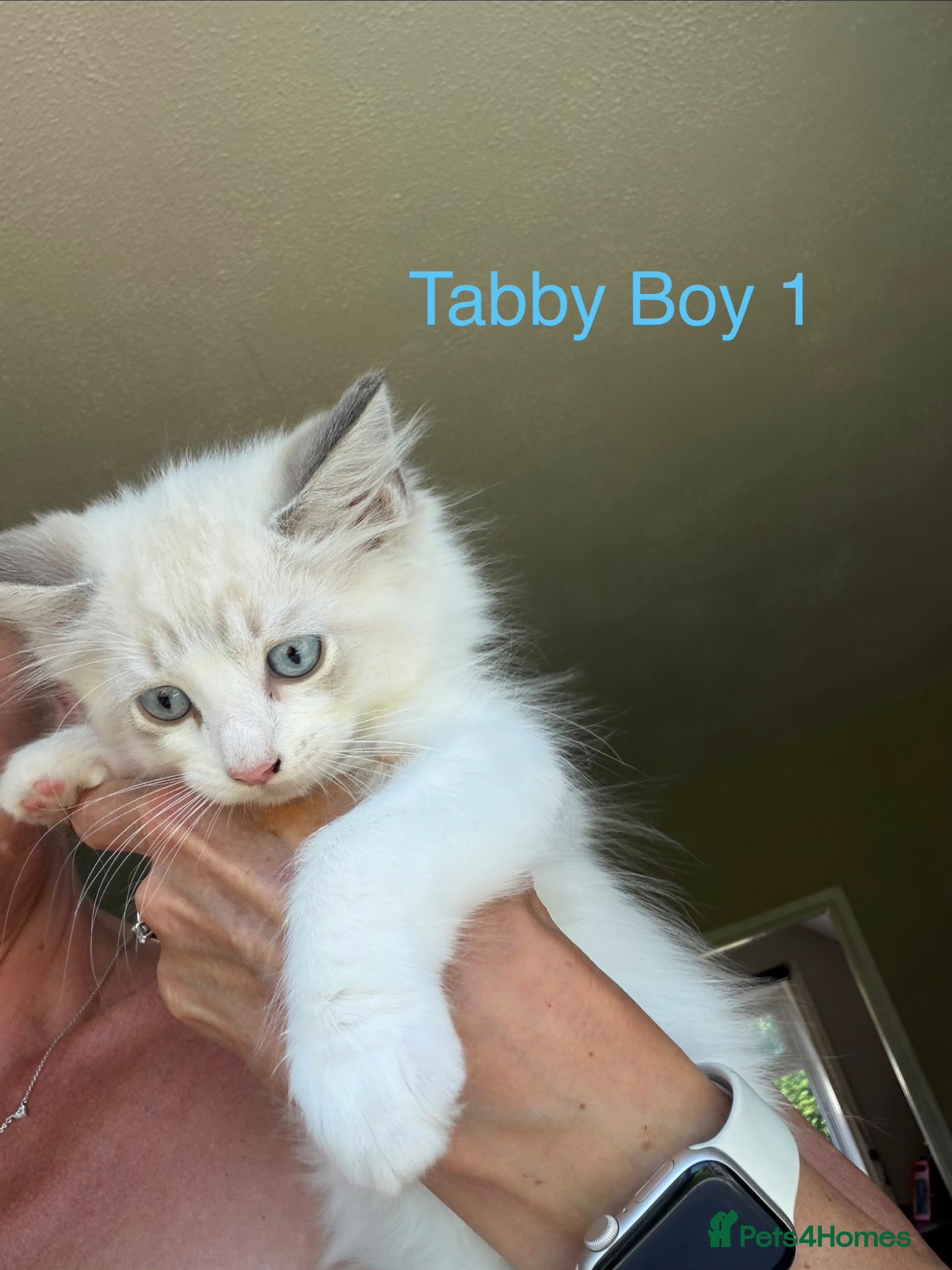 Ragdoll cats Ragdoll kittens - Ready Now Mink and tabby - Advert 5