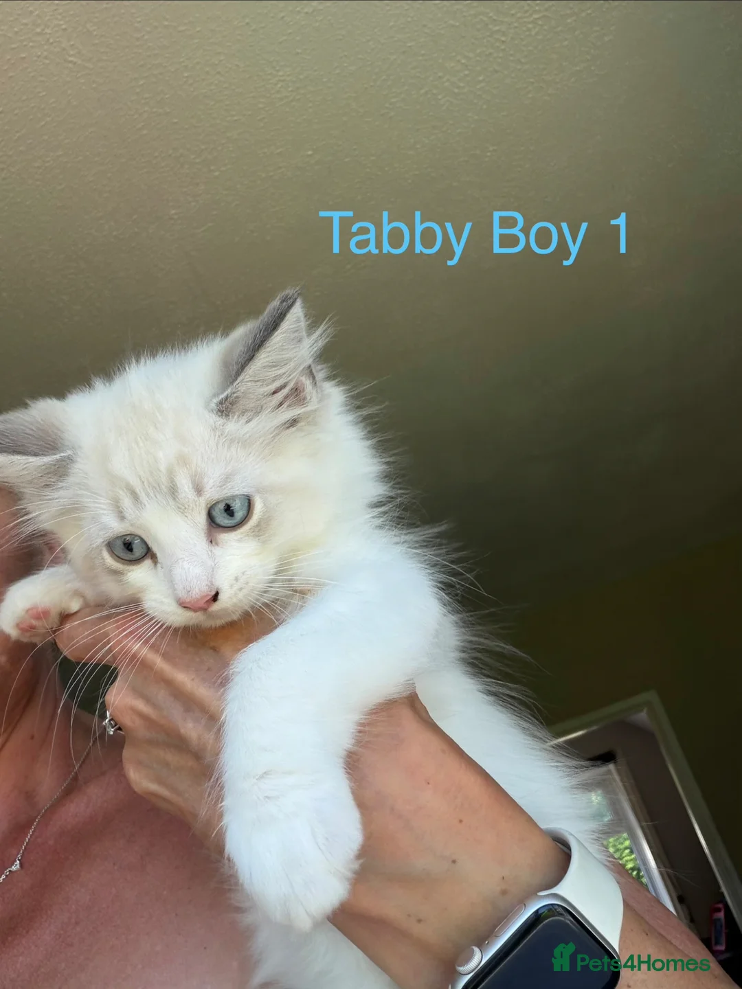 Ragdoll cats for sale: Ragdoll kittens - Ready Now Mink and tabby - Advert 1