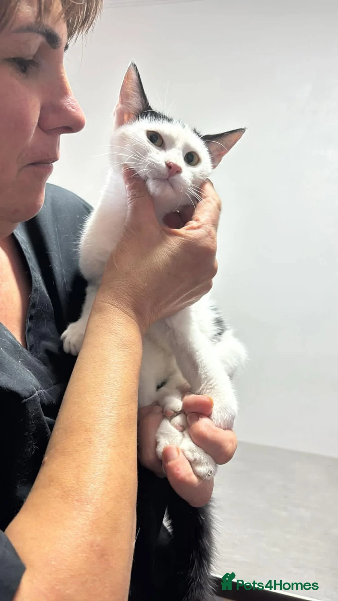 Mixed Breed cats for adoption: Anna for adoption in Waterlooville - Advert 4