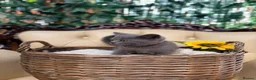 British Shorthair cats for sale: 🩵Fluffy British Shorthair🩵BOY - Advert 13