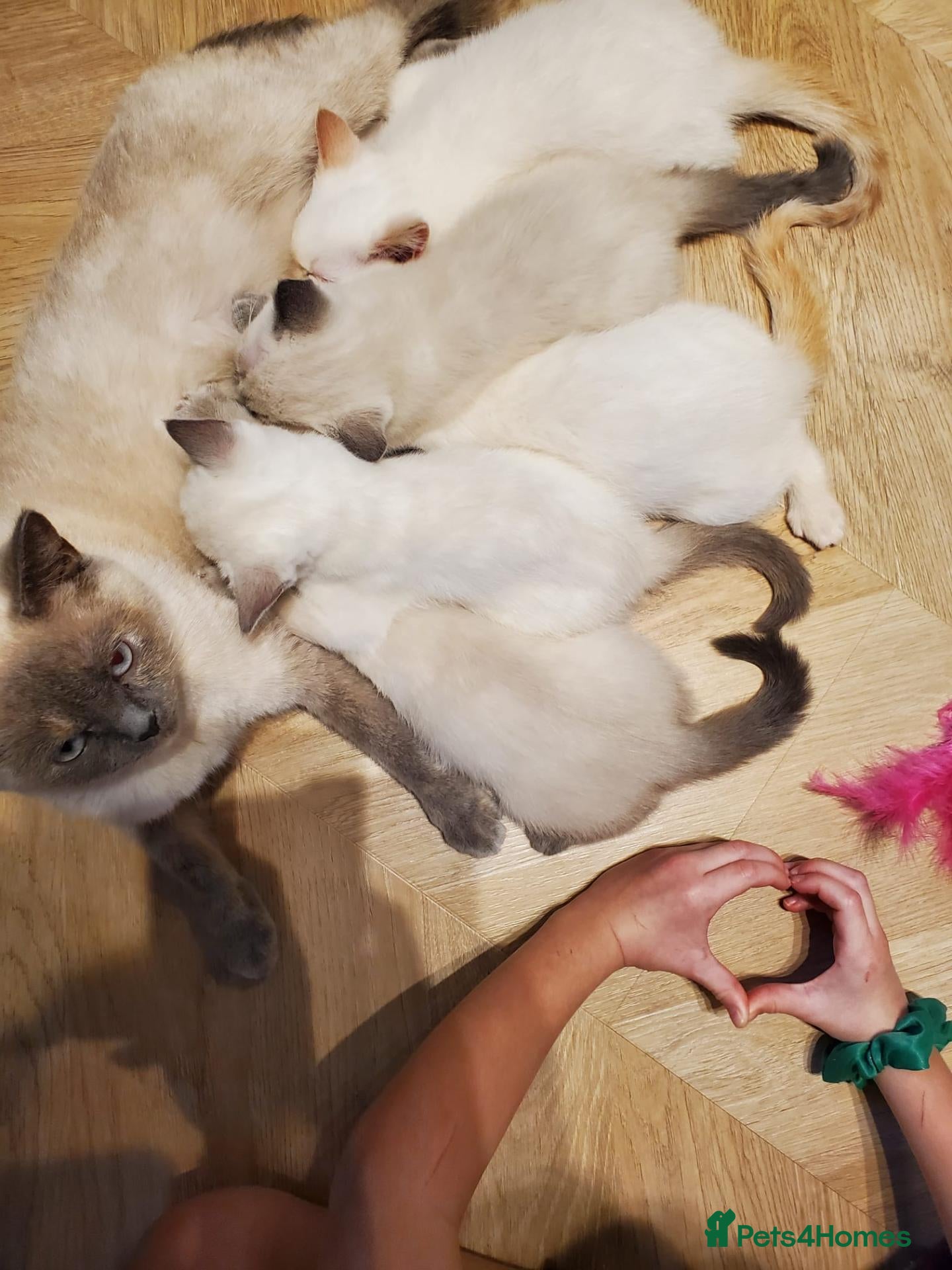 British Shorthair cats for sale: GCCF registered British Shorthair Points  - Advert 1