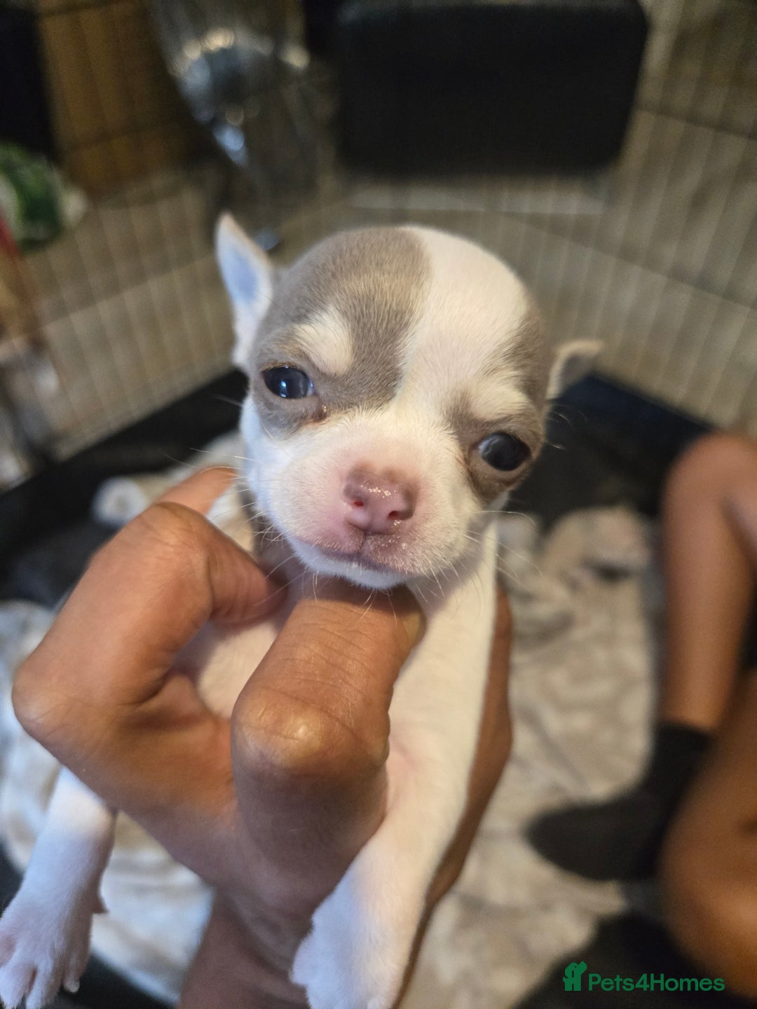 Chihuahua dogs for sale: Gorgeous Chihuahua Puppies Looking 4 Forever Homes - Image 18