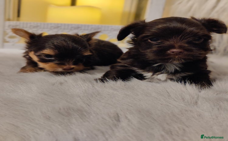 Yorkshire Terrier dogs - Advert 1