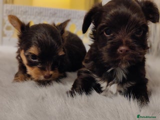 Yorkshire Terrier dogs - Advert 3