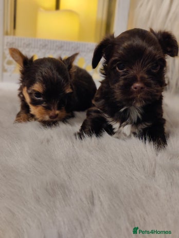 Yorkshire Terrier dogs - Advert 2