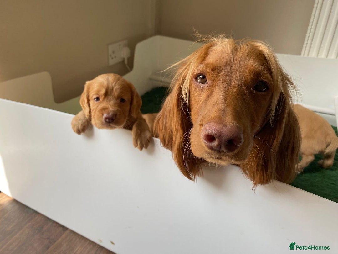 Cocker Spaniel dogs for sale: 5 Beautiful Working Cocker Spaniel Puppies  - Image 13