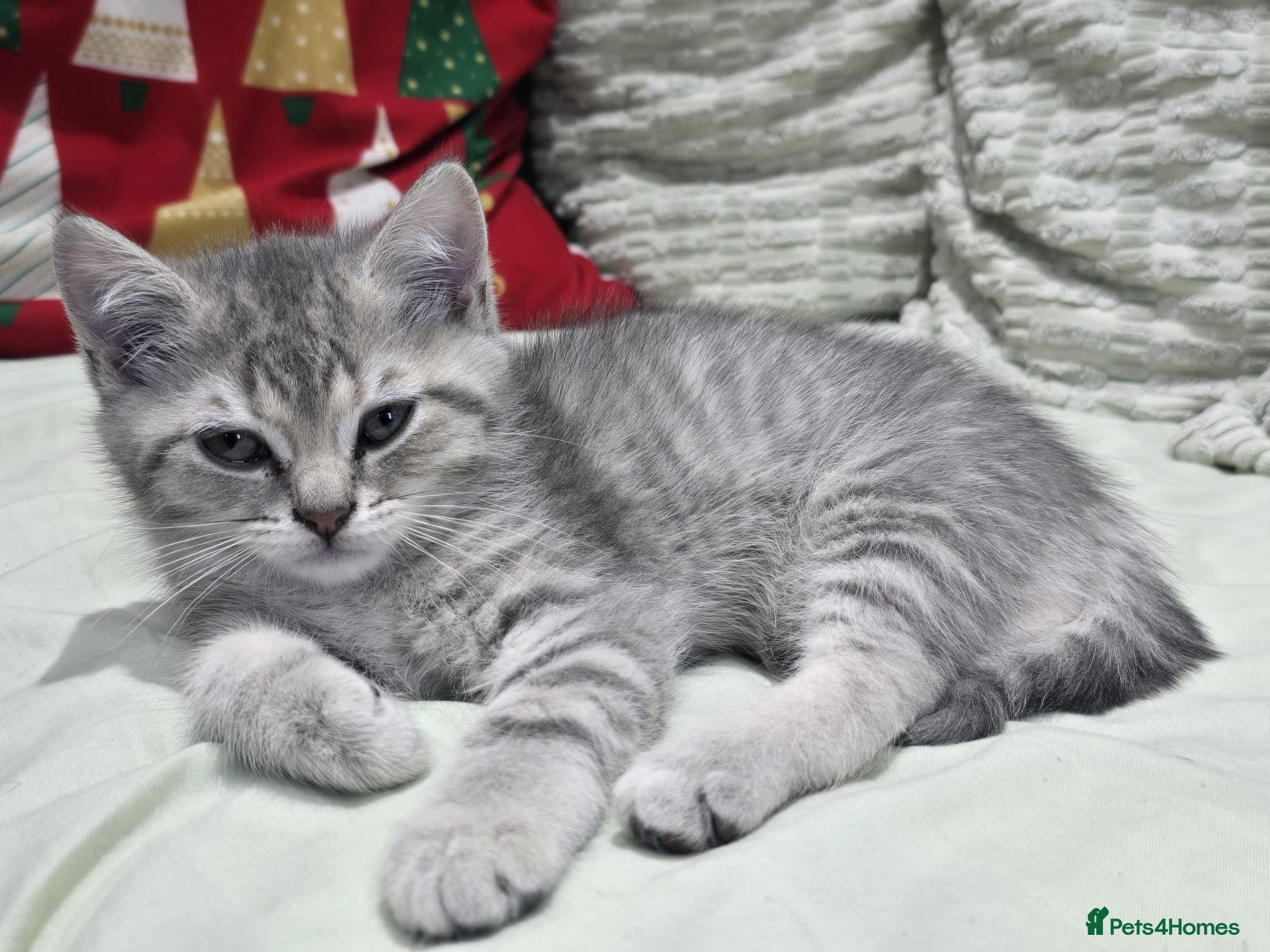 Scottish Fold cats for sale: READY SCOTTISH FOLD KITTENS (URGENT) - Advert 20