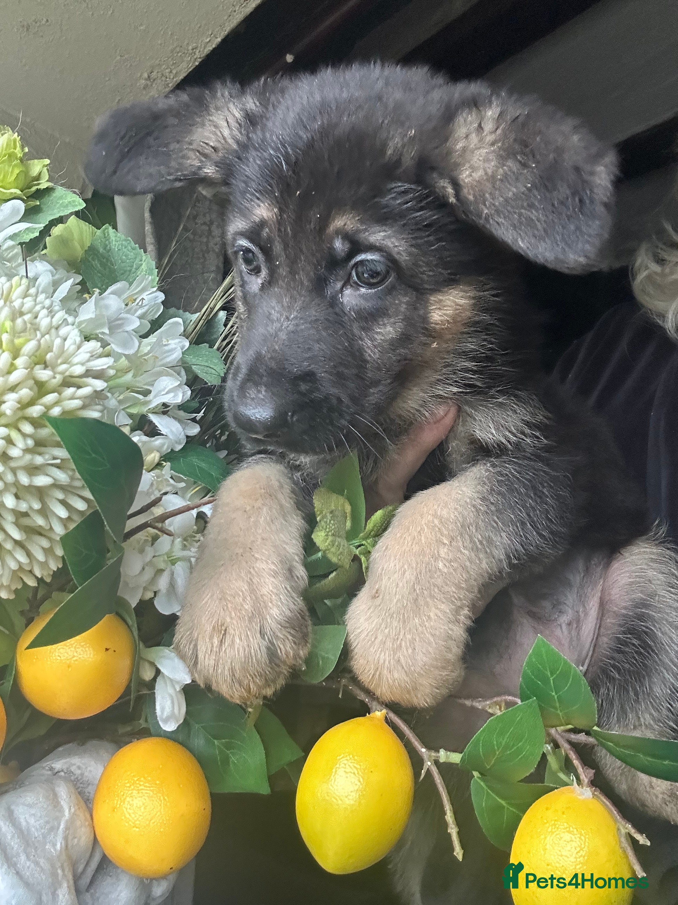 German Shepherd dogs KC fully health tested parents GSD pups  - Advert 11