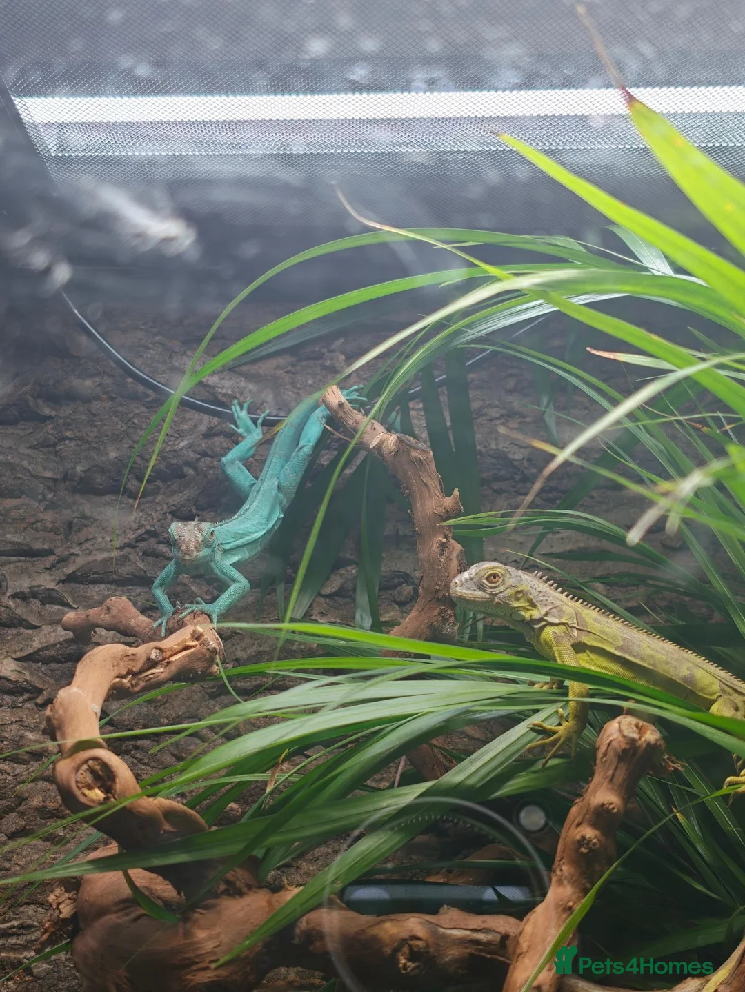 Mixed Breed reptiles for sale: Reptiles for sale mix of different ones  - Advert 10