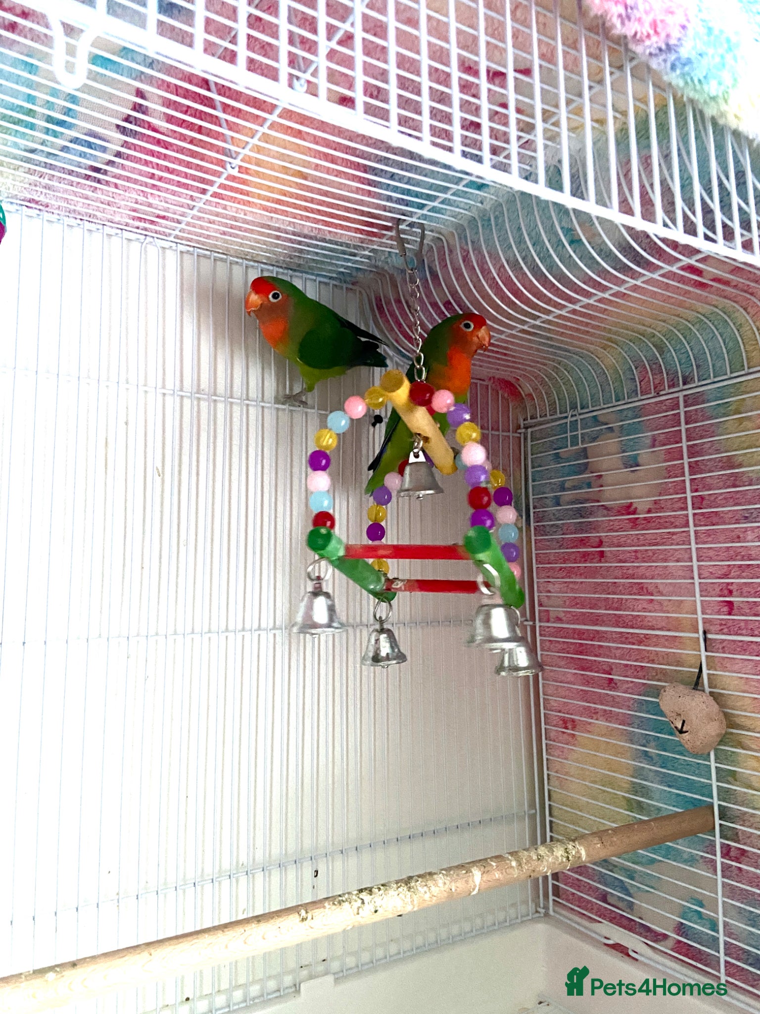 Lovebirds birds for sale: Beautiful Pair of Female Lovebirds for Sale! - Advert 2
